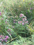 Wilde Marjolein